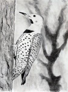 woodpecker